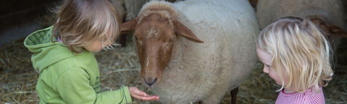 Zwei Mädchen füttern ein Schaf